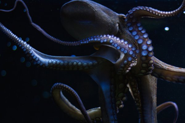 Kraken адрес
