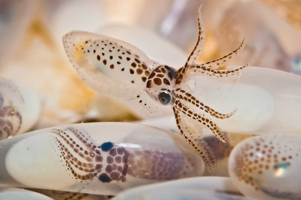 Kraken сайт tor