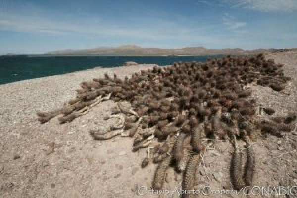 Настоящий сайт kraken